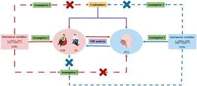 The causality between leisure sedentary behaviors, physical activity and obstructive sleep apnea: a bidirectional Mendelian randomization study